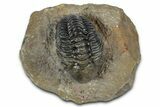 Detailed Reedops Trilobite - Atchana, Morocco #345030-3
